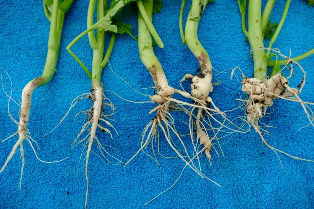 🌱 Free On-Farm Clubroot Soil Testing Available 🌱